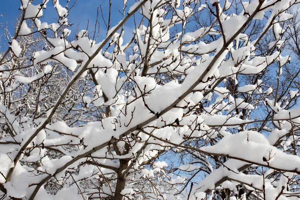 Snö på trädet mot den blå himlen — Stockfoto