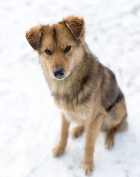 Ritratto del cane all'aperto in inverno — Foto Stock