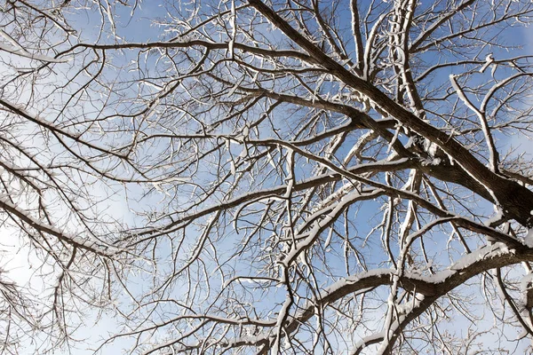 Śnieg na drzewie na tle błękitnego nieba — Zdjęcie stockowe