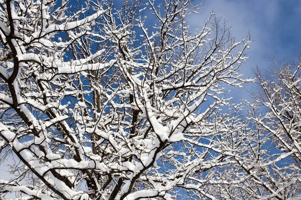 Snö på trädet mot den blå himlen — Stockfoto