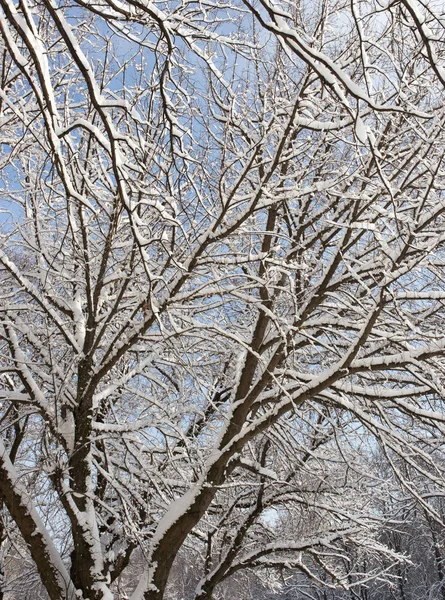 Snö på trädet mot den blå himlen — Stockfoto