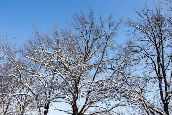 Snö på trädet mot den blå himlen — Stockfoto