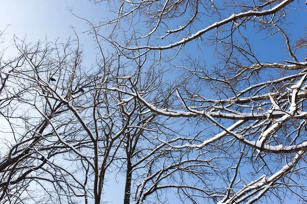 Snö på trädet mot den blå himlen — Stockfoto