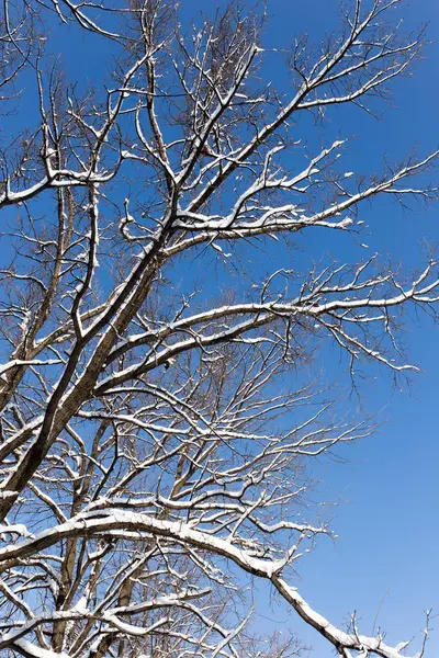 Hó a kék ég ellen a fán — Stock Fotó
