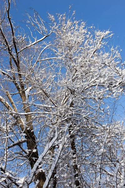 Snö på trädet mot den blå himlen — Stockfoto