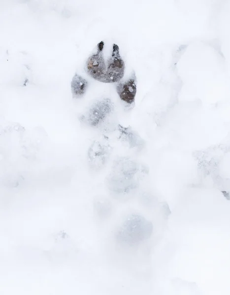 Dog footprints in the snow on the nature