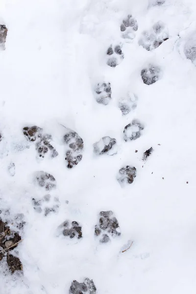 Empreintes de chien dans la neige sur la nature — Photo