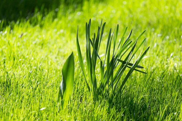 Grünes Gras über die Natur des Morgens — Stockfoto
