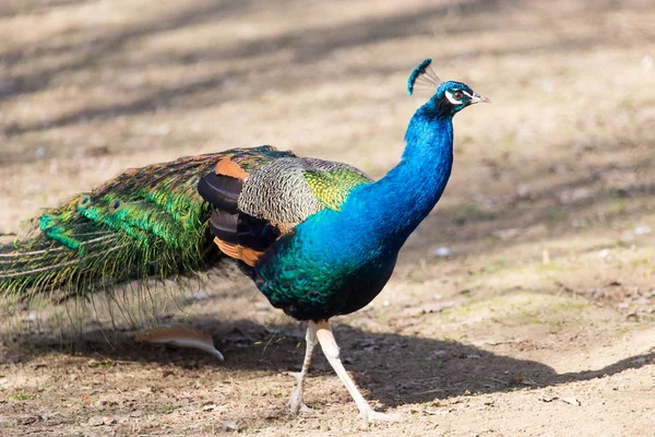 Mooie peacock portret. Grote kleurrijke vogel in de natuur — Stockfoto