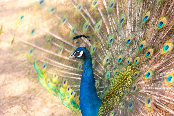 Pfau zeigt in der Brutzeit schönes Gefieder — Stockfoto