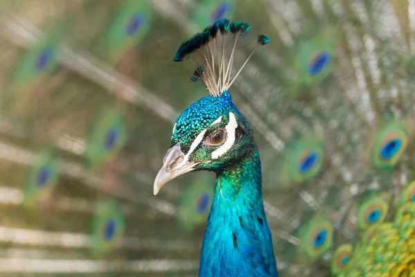 Pfau zeigt in der Brutzeit schönes Gefieder — Stockfoto