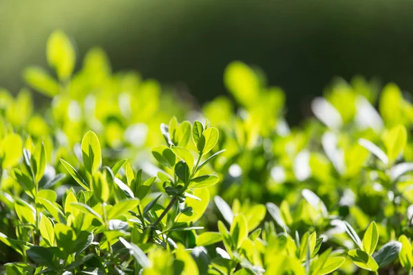 Young leaves on a bush in the spring — Stock Photo, Image