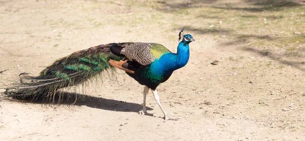 Mooie peacock portret. Grote kleurrijke vogel in de natuur — Stockfoto