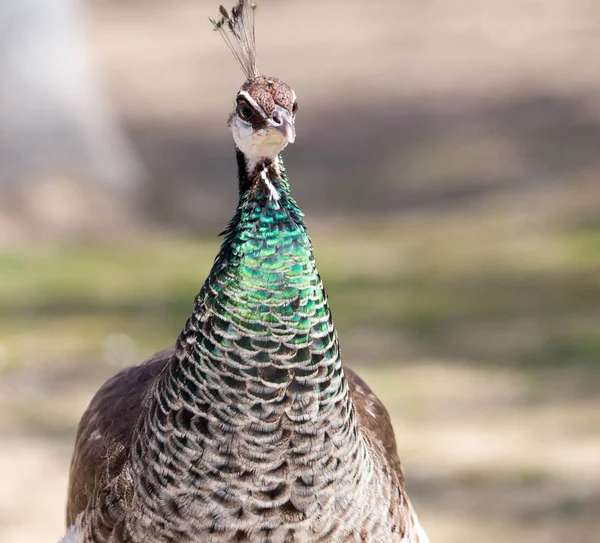 Mooie peacock portret. Grote kleurrijke vogel in de natuur — Stockfoto