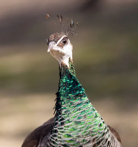 Mooie peacock portret. Grote kleurrijke vogel in de natuur — Stockfoto