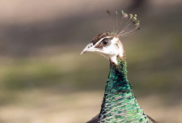 Mooie peacock portret. Grote kleurrijke vogel in de natuur — Stockfoto