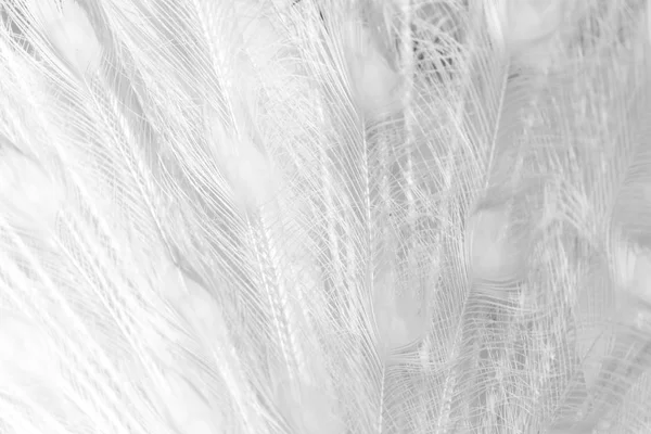 背景としての白い孔雀の羽 — ストック写真