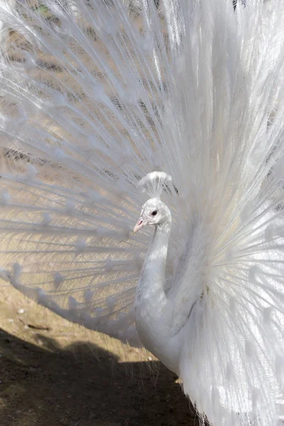Portrait du beau paon blanc mâle avec plumes de queue déployées — Photo