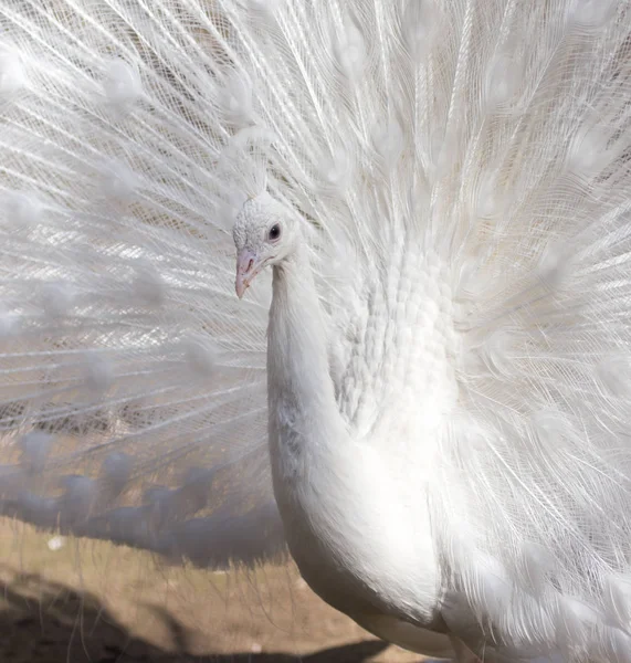 Retrato del hermoso pavo real blanco masculino con plumas de cola extendidas —  Fotos de Stock