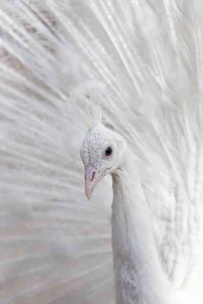 Retrato do belo pavão branco macho com penas de cauda espalhadas — Fotografia de Stock