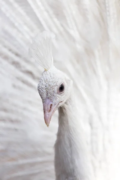 Портрет красивого белого павлина с раскинутыми хвостовыми перьями — стоковое фото