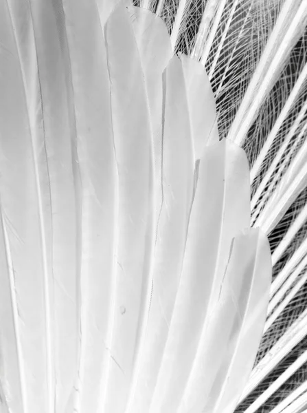 Arka plan olarak beyaz tavus kuşu tüyü — Stok fotoğraf