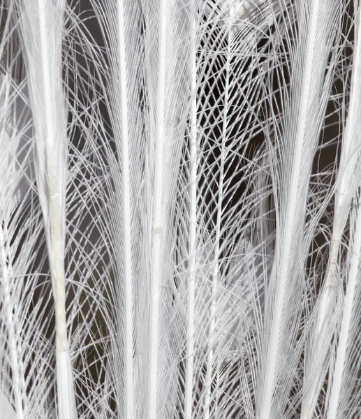 Plumas de pavo real blanco como fondo — Foto de Stock