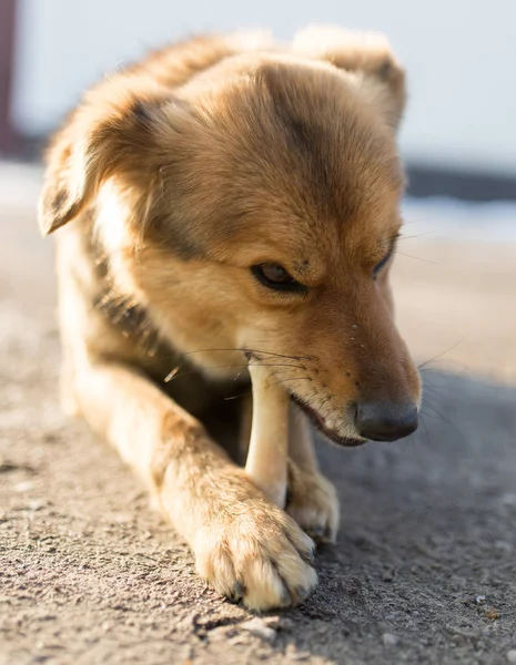 Dog gaws a bone in nature — стоковое фото