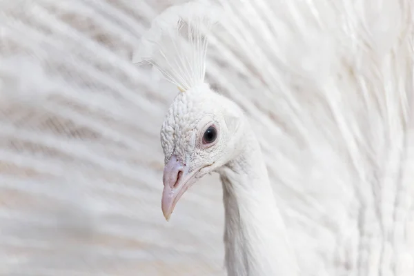 尾羽を広げた美しいオスの白い孔雀の肖像 — ストック写真