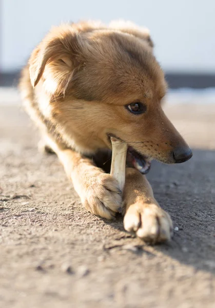 Kutya rágja a csont a természetben — Stock Fotó