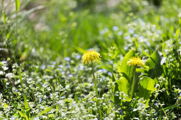 Mooie gele paardebloem op aard — Stockfoto