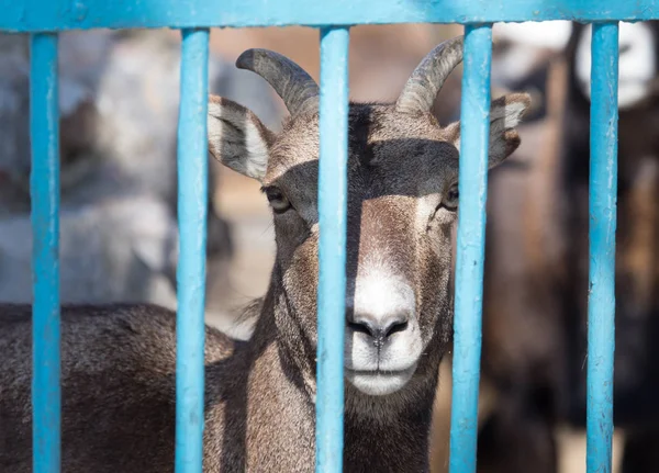 Geit achter een hek in dierentuin — Stockfoto