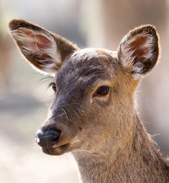 Portrét mladé samice jelena — Stock fotografie