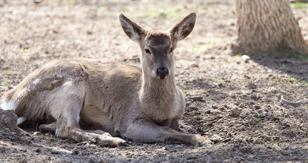 Venado hembra joven en un parque en la naturaleza —  Fotos de Stock