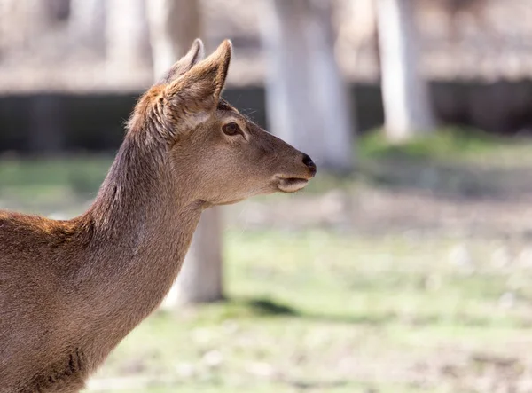 Doğadaki parkta genç bir dişi geyik. — Stok fotoğraf