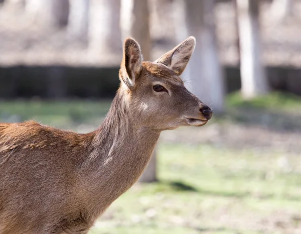 Venado hembra joven en un parque en la naturaleza —  Fotos de Stock