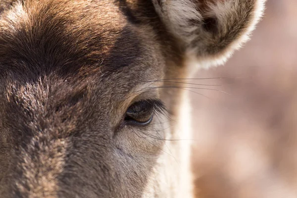 自然の中で鹿を目クローズ アップ — ストック写真