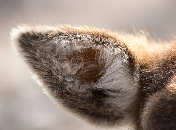 Oreille d'un cerf dans la nature — Photo