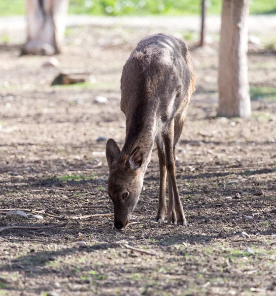 Mladá jelena v parku na přírodě — Stock fotografie