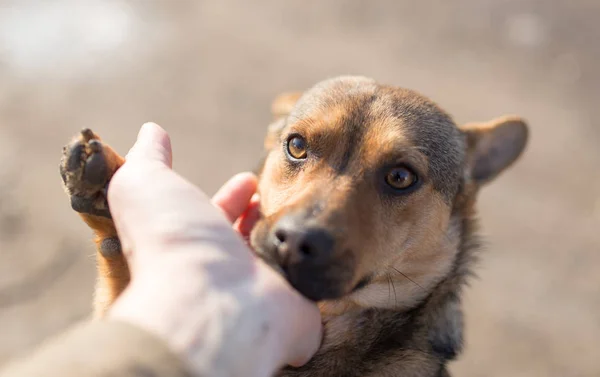 Perro comadreja mano en la naturaleza — Foto de Stock