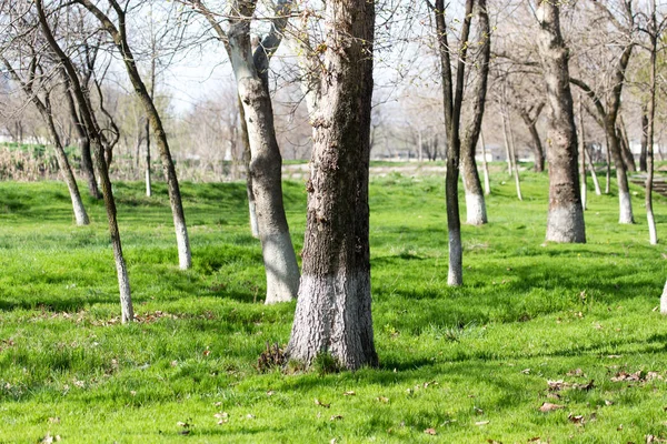 Crohns Baum im Park im Frühjahr — Stockfoto