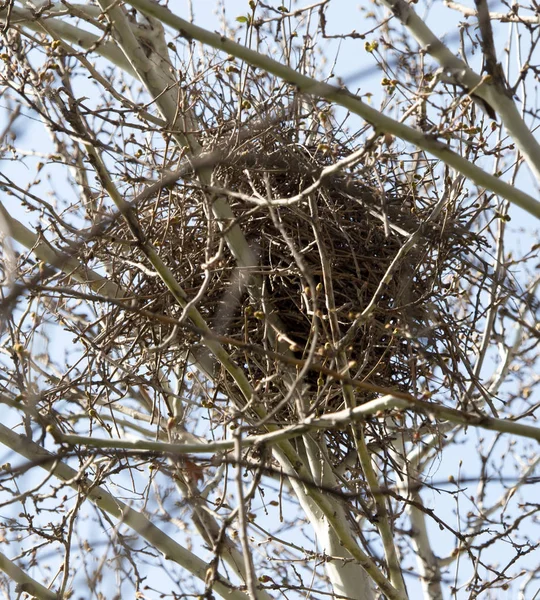 自然の中で木の上に巣 — ストック写真