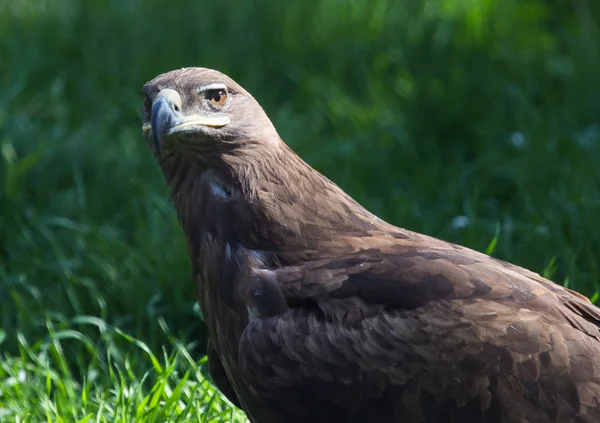 Retrato de un águila en el zoológico — Foto de Stock