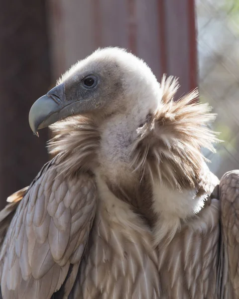 一只秃鹫在动物园里的肖像 — 图库照片
