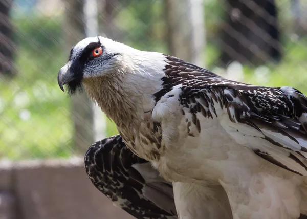 Portrait de vautour barbu au zoo — Photo
