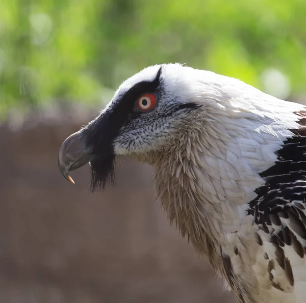 Retrato de buitre barbudo en el zoológico — Foto de Stock