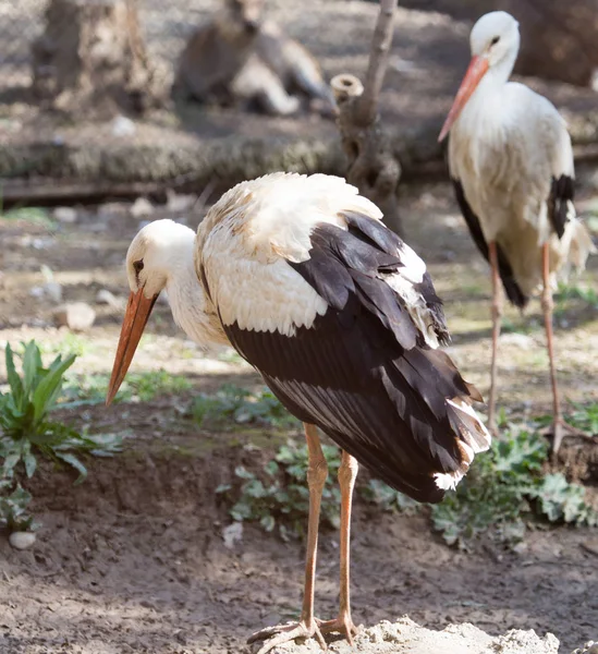 Storch in freier Natur im Zoo — Stockfoto