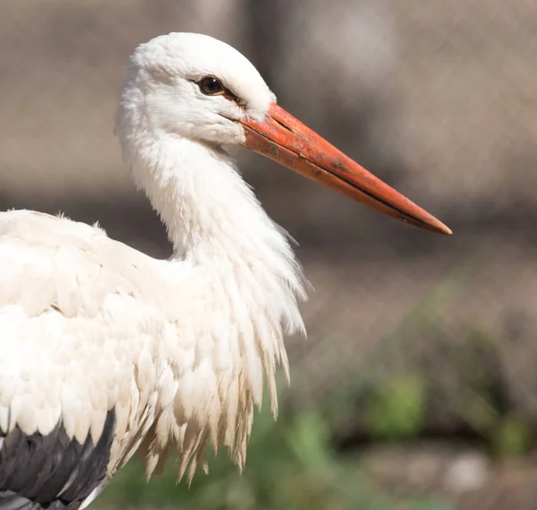 Storch in freier Natur im Zoo — Stockfoto