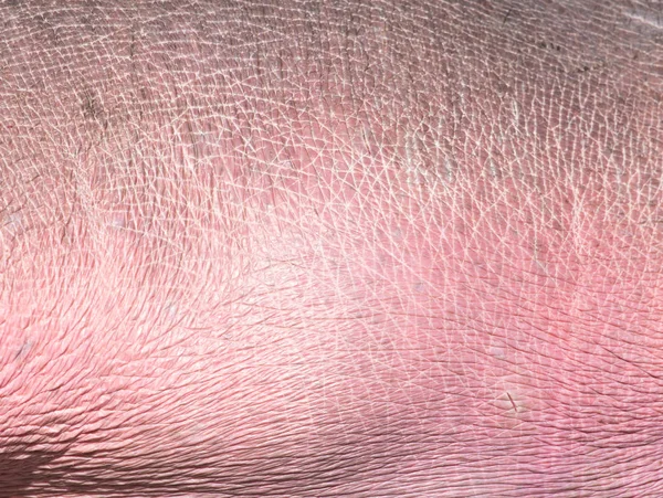 Pelle ippopotamo come sfondo. texture — Foto Stock