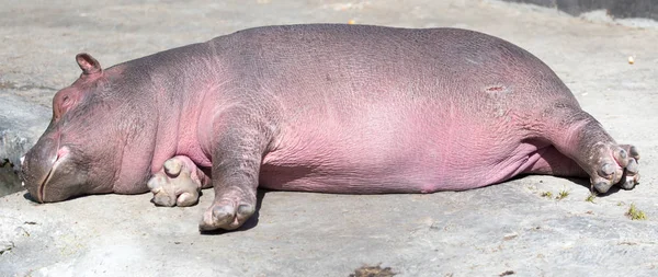 Sömn flod hästen i djur parken — Stockfoto